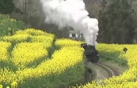 四川：春日里的嘉阳小火车