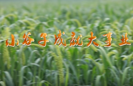 大美科技特派员|河北：小谷子成就大事业