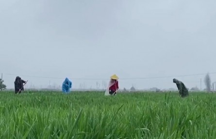 ​“倒春寒”来袭 湖北做好应对保春耕