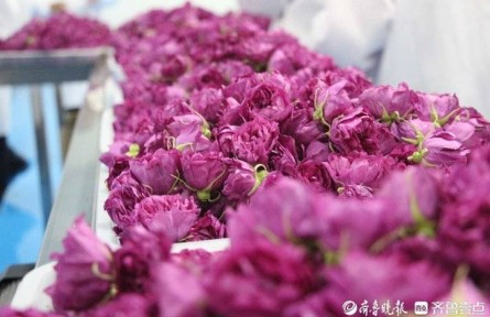 山东省首批地理标志产品保护示范区筹建名单公布