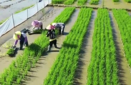 海南多措并举激发农户种粮积极性 全省早稻插秧面积超100万亩 海南网络广播电视台