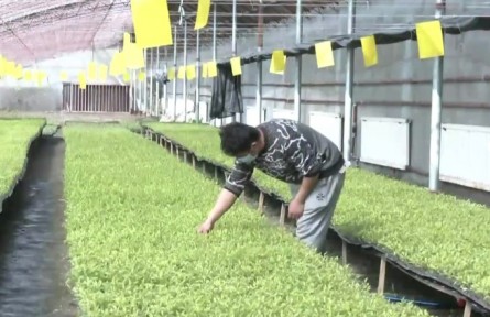 新疆：春耕好时节 育苗助丰年​