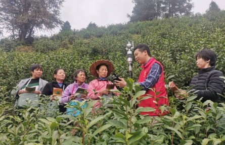 江西资溪：气象服务进茶园