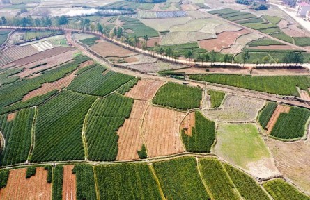 江西丰城：种好油茶树 拓宽致富路
