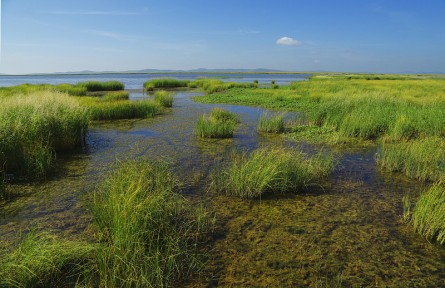 科技名词 | 沼泽 swamp