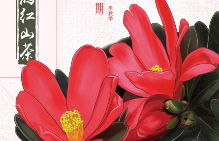 物种故事 | 杜鹃红山茶：“自成一派”的“植物界大熊猫”