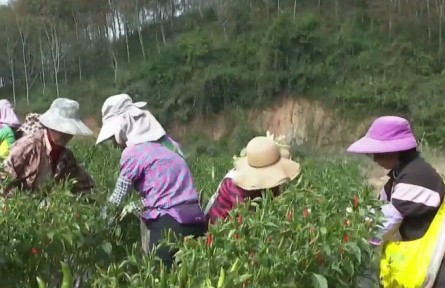 云南：发展特色产业 助推乡村振兴