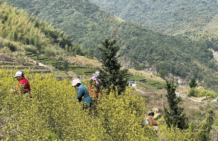 浙江宁波奉化区：春茶陆续开采 进入繁忙采摘期