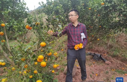 “新农人”陈开林和他的柑橘林：返乡后成产业带头人
