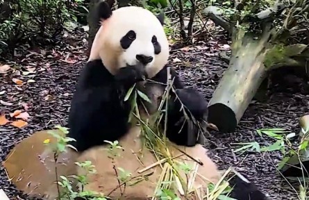 陕西太白：守护生命的绿色