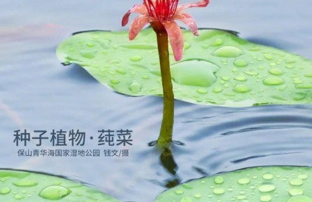 物种故事 | 莼菜：吃野生的我是违法的！