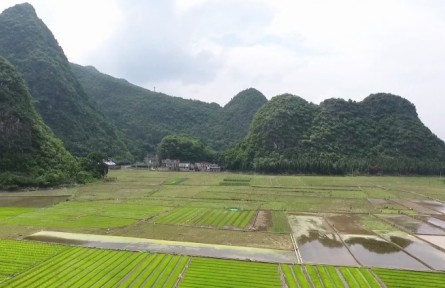 水稻纹枯病的防控​