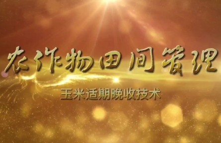 玉米适期晚收技术