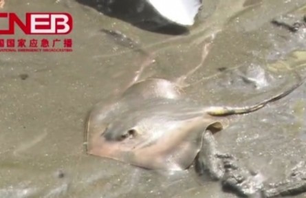 如何识别海边的危险生物