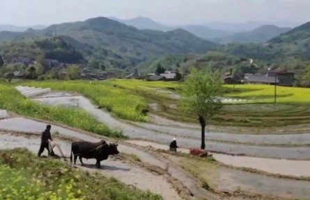 陕西汉阴：春管春播大面积展开 秦巴深处 凤堰古梯田春耕忙