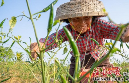 海南文昌：辣椒丰收忙采摘
