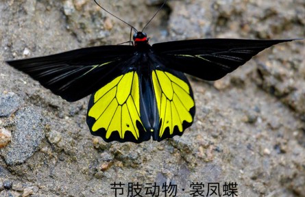 物种故事 | 裳凤蝶：华美惊艳在破茧成蝶时