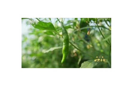 六级大型纪录片《种子  种子》| 第二集：田野争锋
