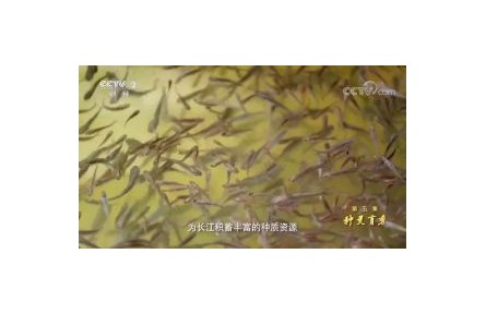 六级大型纪录片《种子 种子》| 第五集：种灵育秀