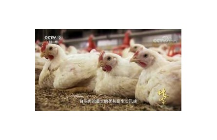 六级大型纪录片《种子 种子》| 第六集：决胜种源
