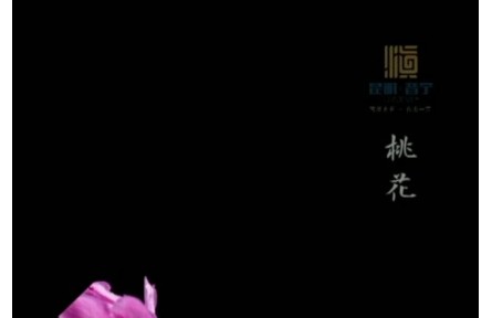 延时摄影！花与春天撞了个满怀
