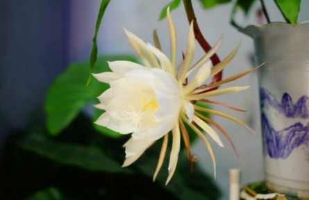 延时摄影：昙花一现