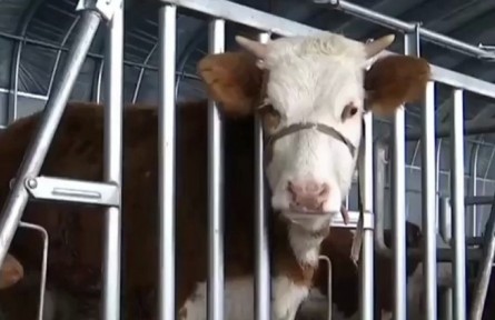 黑龙江：谷饲养殖肉牛 助推乡村振兴