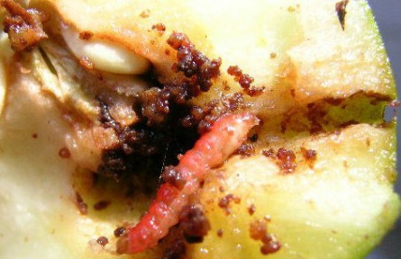 梨小食心虫迷向丝，让果树“心病”有的治