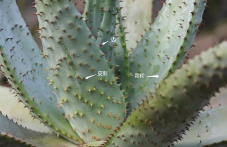 物种故事 | 芦荟：你，学“荟”了么？