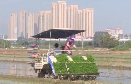 福建莆田：正是水稻插秧时 数字赋能助春耕