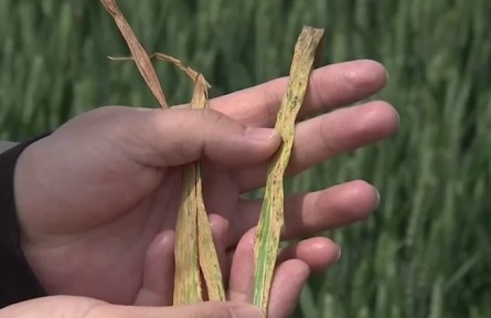 河南舞钢：做好田间管理 力夺夏粮丰收