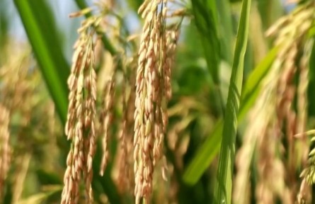 中国粮食保供稳价有坚实基础