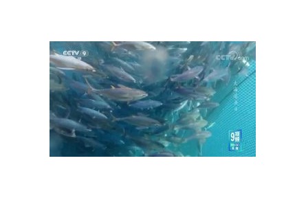 《大海追鱼》第4集 人鱼之争