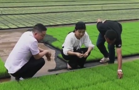 新型农民董敏芳：打造“面朝屏幕背朝云”的智慧农业