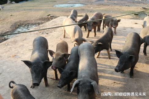 多彩香猪