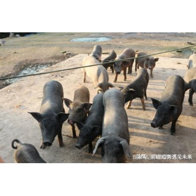 多彩香猪