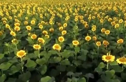 一粒种子探索现代农业高质量发展之路
