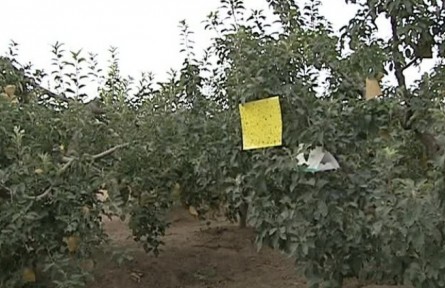 病虫害绿色防控技术