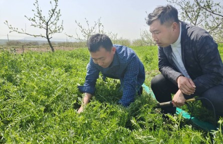 山东烟台栖霞市：苹果树下种“杂草” 返乡创业青年带领博硕团队打造生态果园