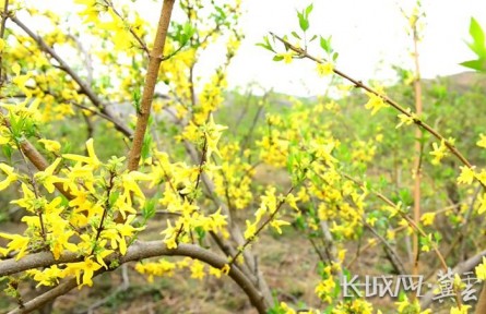 河北井陉：连翘花开太行山 铺就百姓致富路