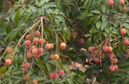 广东茂名 对接RCEP 新品种荔枝出口订单大幅增长