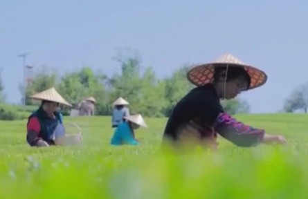 安吉白茶助力三省五县百姓脱贫增收