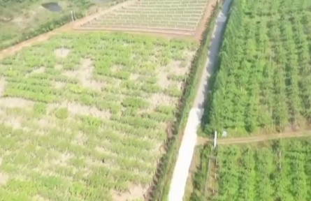 重庆潼南：节成本 提效率 麦浪滚滚机收忙