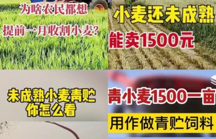 青小麦收割当饲料卖，一亩1500元？农业农村部：严查毁麦行为！