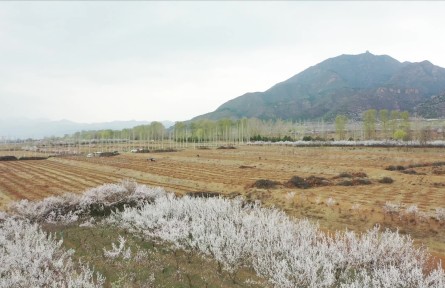 北京延庆：伐旧立新 小海棠种下新希望