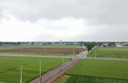 河北：小麦灌浆遇连阴雨 “一喷综防”确保丰收