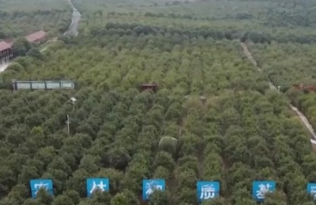 国家林草局：到2025年油茶种植面积力争超9000万亩