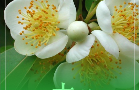 物种故事 | 木荷：花香浓郁的天然“防火树”