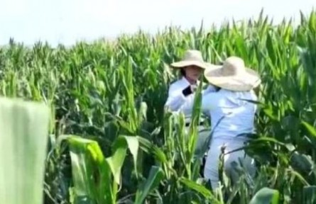 海南：农业科研青年传承“中国芯” 攥紧种子种下未来