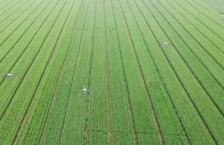 河南：做好小麦后期管理 夺取夏粮丰产丰收